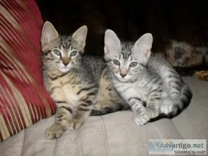 CFA Registered Egyptian Mau Kittens
