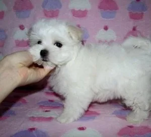 Beautiful Maltese puppies for sale
