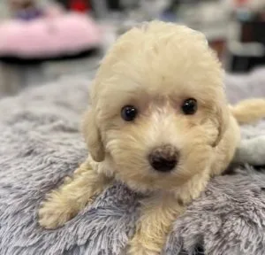 Gorgeous Toy Poodle Puppies 6lbs Full Grown