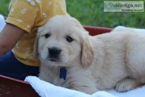 Golden Retriever puppies