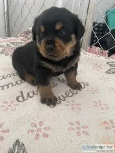 Rottweiler Puppies