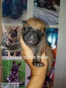 German Shepherd puppies