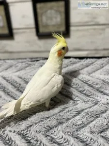 Beautiful Cockatiels