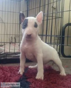 Bull Terrier Puppies
