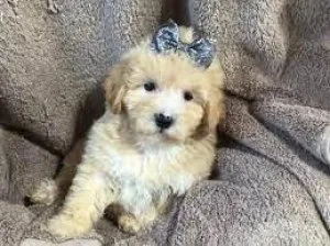 Maltipoo puppies