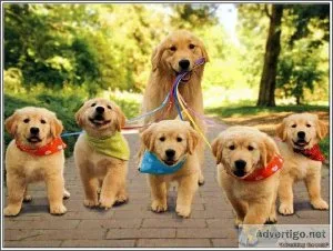 Golden Retriever puppies for sale AKC reg