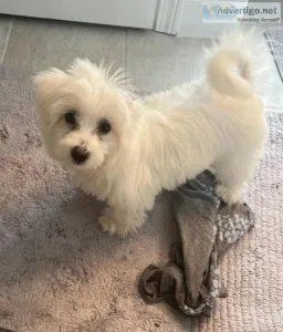 Beautiful quality Coton De Tulear Pups