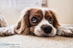 Get Your Esa Approval Letter For Your Pet Easily
