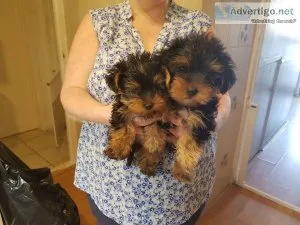 Yorkshire Terrier puppies for sale