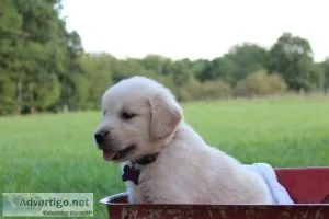 Golden Retriever puppies