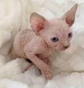 HAIRLESS Sphynx  KITTENS FOR SALE