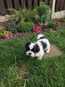 shih tzu puppies for a lovely home for more information contact