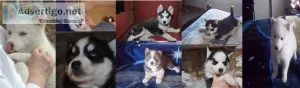 Siberian Husky Puppies