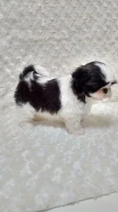 Quality Female Shih-Tzu puppy.