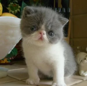 Sweet Exotic Short-hair kittens