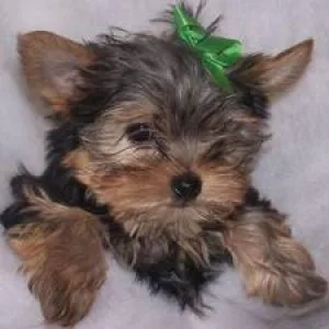 Yorkie Puppies Available