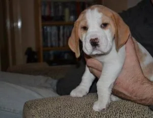 Beagle Puppies For Sale