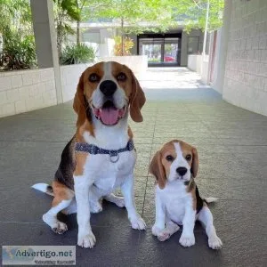 Fabulous Akc Beagle Puppies