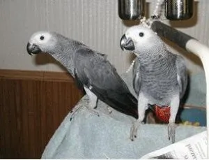 African grey parrots - Both are DNA Tested.
