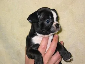 Boston Terrier Puppies