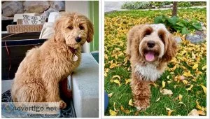 Searching for the best quality goldendoodle puppies for sale in 