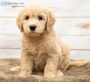 Medium F1B Goldendoodles For Sale