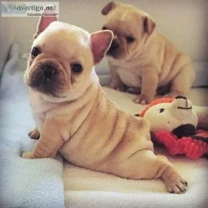 French Bulldog Puppies for Adoption