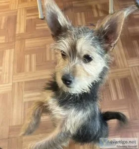 Chorckie Terrier mix