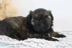 Macchiato Female Shihpoo