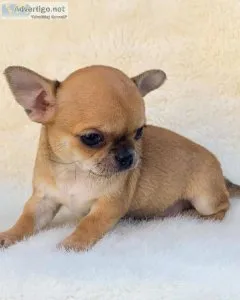 Family-friendly puppies for sale (202)978-8737