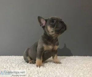 French Bulldog Puppy