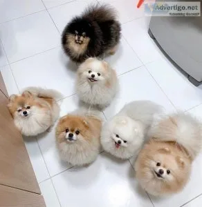 Registered Teacup Pomerania Puppies For Re-Homing