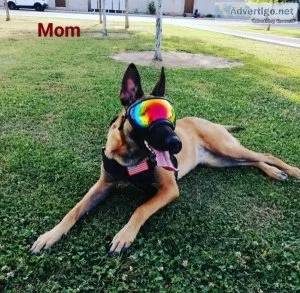 Belgian Malinois Puppies
