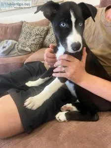Border CollieHusky mix