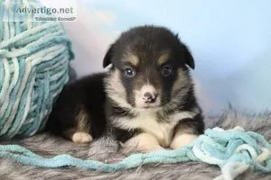 Scooby male Pembroke Welsh Corgi