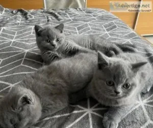 Blue British Shorthair Kittens