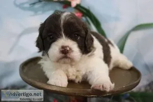 Wrangler Female Shihpoo