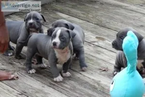 Blue Nose Pitbull Puppies