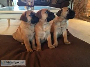 English Mastiff puppies