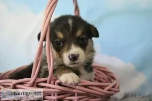 Ariel Female Pembroke Welsh Corgi