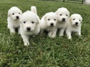 Great Pyrenees Puppies