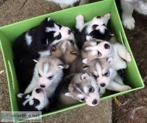 Akc registered husky puppies