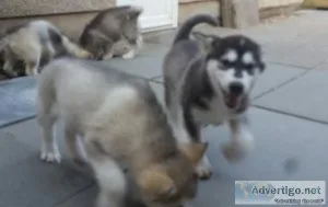 TRUE GIANT MALAMUTE PUPPIES