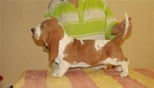 Basset Hound Puppies