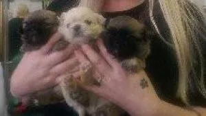 PEKINGESE PUPPIES PURE BRED REGISTERED