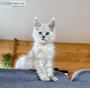 Get Up 25% Off Per Main Coon Kitten