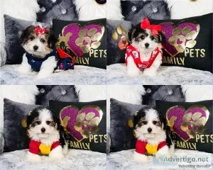 Yorkipoo Puppies