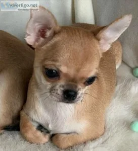 AKC Registered Teacup chihuahua puppies