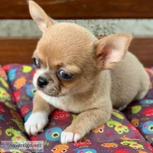 Daring Chihuahua Puppies