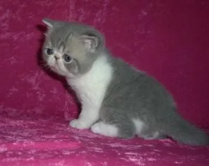 Exotic Short-hair Kittens CFA registered